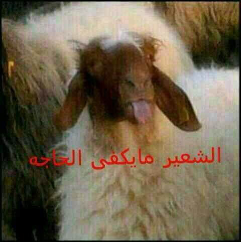 medo723 tweet picture