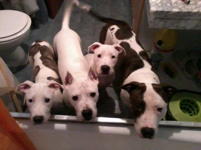 Q bueno me dice mi hermana tata me siento observada y n se xq y me manda esta foto dsd la duxa jajaja