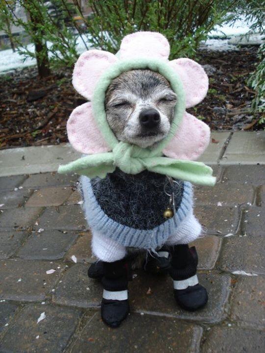 DogsWearingHats's tweet photo. flower dog http://t.co/4e6eUZXLpu