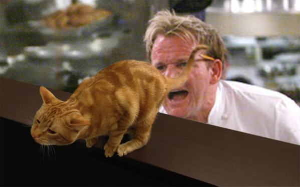 RT @juliadavidovich: here is a picture of gordon ramsay screaming into my cat's butt http://t.co/KazEGEKHyV