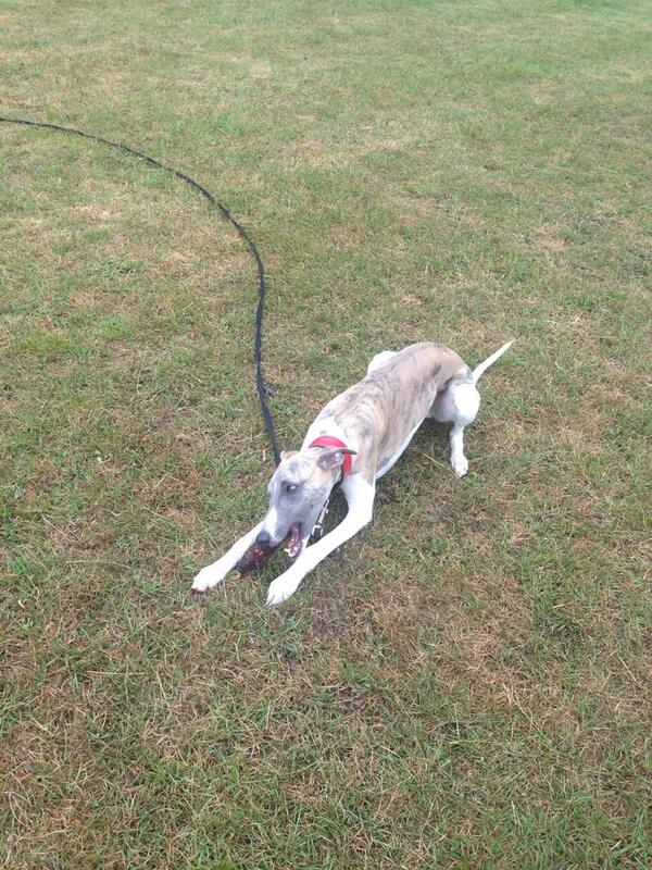 cuthbertwhippet's tweet image. i found a stick whilst out walking!