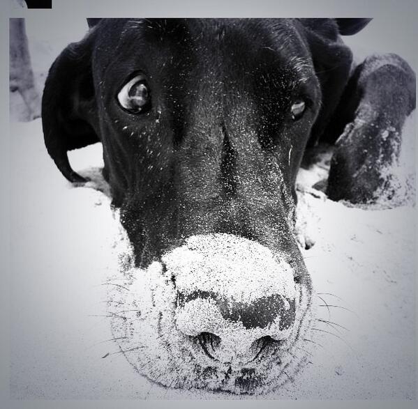 BRoenick's tweet image. How does this feel #Goliath #GreatDaneproblems #GrittyTeeth #NeedToSneeze 👃