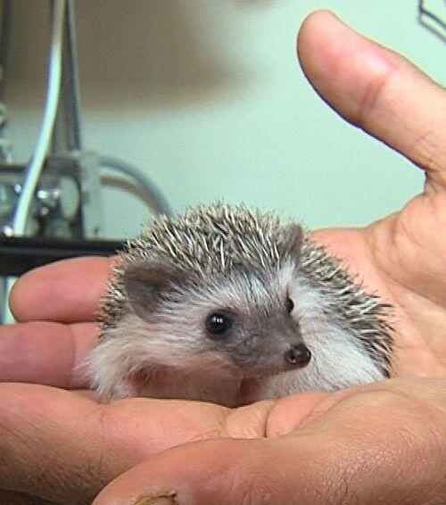 癒されハリネズミ画像 A Twitter 可愛い赤ちゃんハリネズミ ハリネズミ Http T Co 0xwbxw5zbj 癒されハリネズミ画像 A Twitter 可愛い赤ちゃんハリネズミ ハリネズミ Http T Co 0xwbxw5zbj