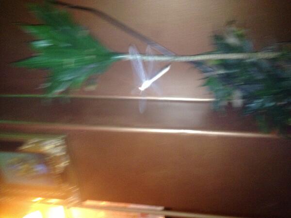 ChefNickNicklos's tweet photo. #pcm485  I have never saw a white dragon fly until now, I am sharing my photo http://t.co/5lgRxevWp9