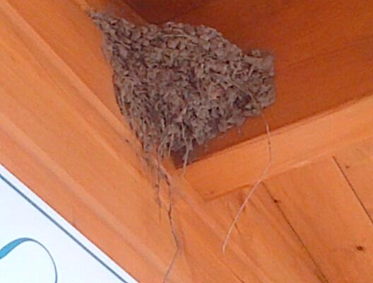 kkitchenware's tweet image. the nest and birds outside my shop, are these swallows? @birdnational