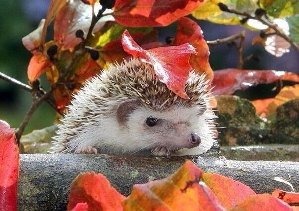 超かわいい ハリネズミ Harinezumi Pre Twitter