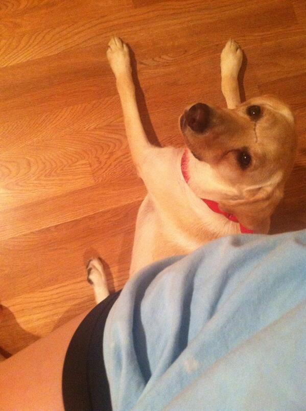 FitOnAMission's tweet image. He lays under me when I do wall sits...