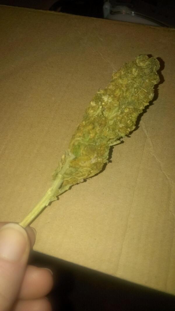 gr8butt's tweet image. Haven't had any in over a week! #nightmareover #StonerNation