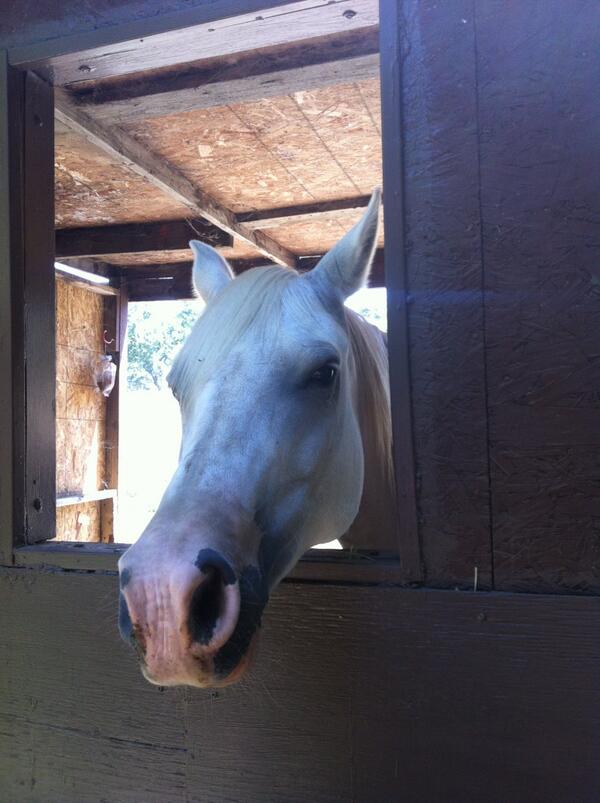 TobeCoffeeTea's tweet photo. I'm going to visit Alan Greenspan on Sunday.  I will give him some carrots I'll buy at the Farmers Mkt and brush him http://t.co/vN8z1UAlRd
