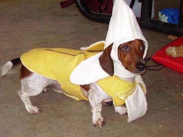 DogsWearingHats's tweet photo. banana dog http://t.co/Pg40ZfyLsD