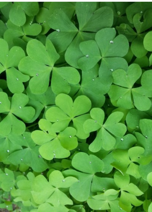 네잎 클로버는 드물고
세잎 클로버가 많은 이유는?
네잎 클로버의 꽃말은 행운,
세잎 클로버의 꽃말은 행복...

행운을 바라지 말고,곳곳에 있는
행복을 찾으라는 뜻...

-박성철/매일 읽는감성트윗 中