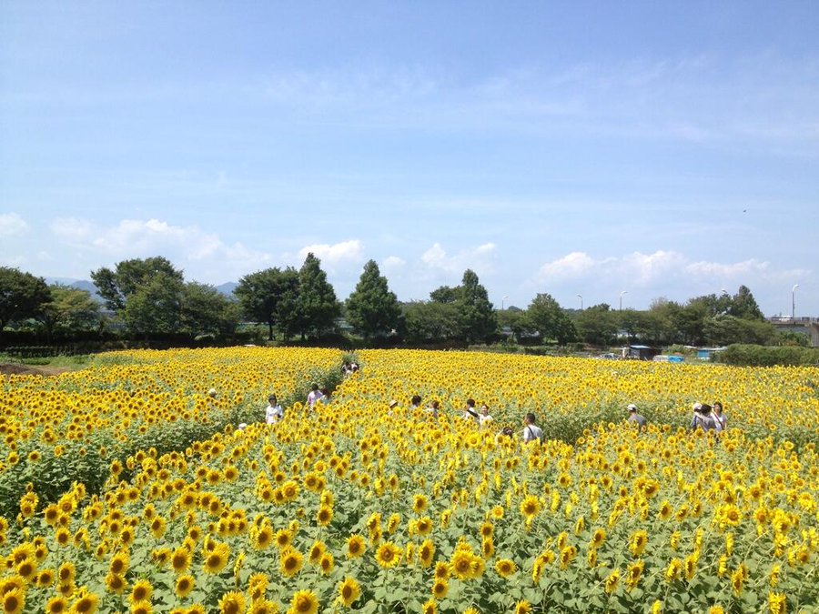 座間ひまわりまつりの22年見頃や開花状況は アクセスや駐車場は そらいろ 日本が魅せる多彩な表情