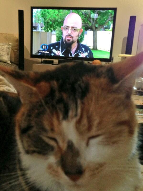 ursylala's tweet photo. @JacksonGalaxy Sunday afternoon cat naps watching #MyCatFromHell http://t.co/cXCTQxIdjB