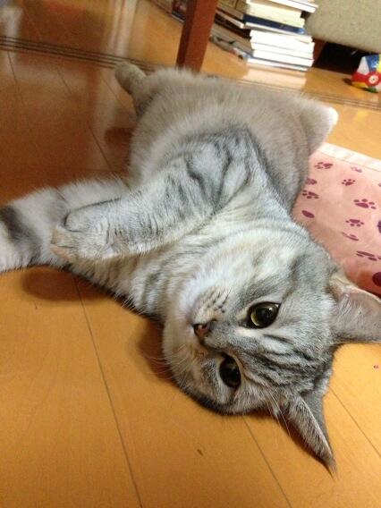 biumi's tweet photo. あちぃー？ http://t.co/mSe9bHyaq4