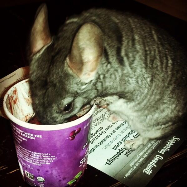 shfluff's tweet image. I loooovvvve acai!! I love to eat mom's whenever I get the chance!