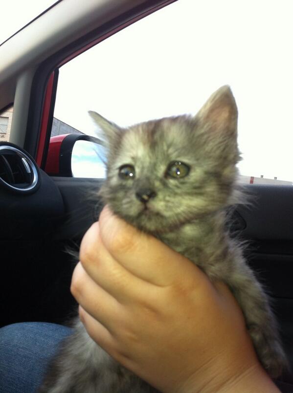 Mariodrm's tweet photo. Un nuevo miembro en la familia!!bienvenido  Flafy :) http://t.co/Y7GyZTfXT2