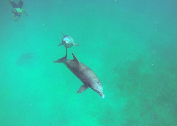 SAILFLIPFLOP's tweet photo. #BuckIsland #stx was awesome swimming with dolphins #gopro http://t.co/K6tYSOI72m