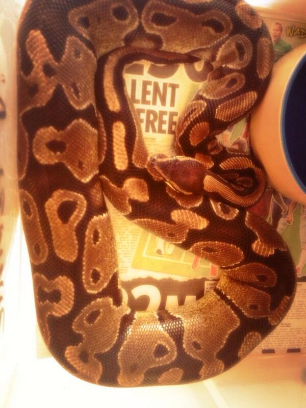 Reece allum tweet media