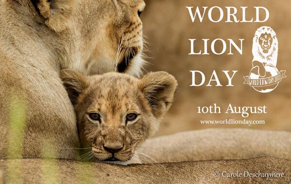 _SpecialHell's tweet photo. Can we have pride if we take theirs? 4 days to #WorldLionDay http://t.co/IIV99hsJtr
#OpRoar via @Pride_Lord  http://t.co/ceUIZM6RAi