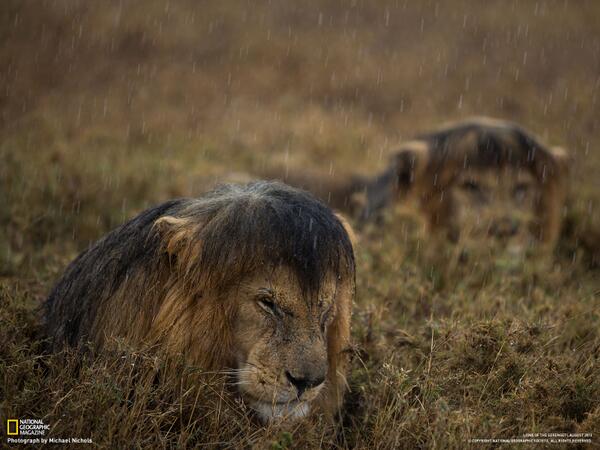NatGeo's tweet photo. Watch: An alliance in the Serengeti http://t.co/08ieU9qqfR #NatGeoLions http://t.co/prthTkRwzo