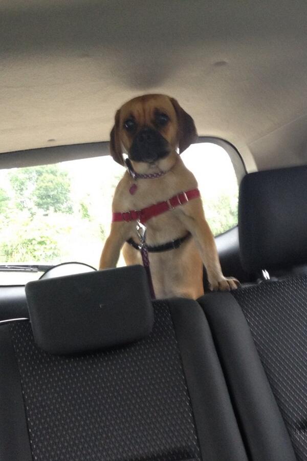 Rubypuggle tweet picture