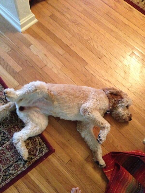 bo_brust's tweet image. Wish every girl would welcome me home like my baby does;) #dathoe
