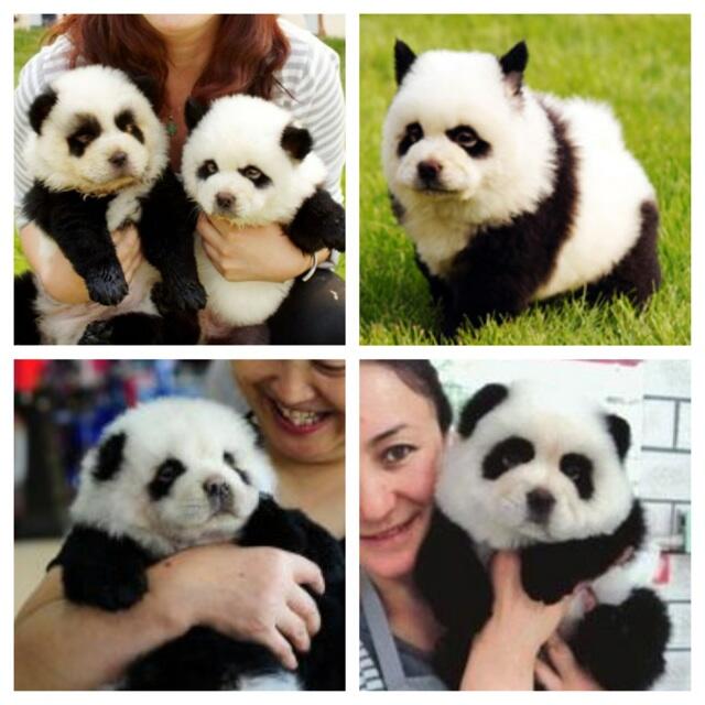 Panda dog hotsell for sale