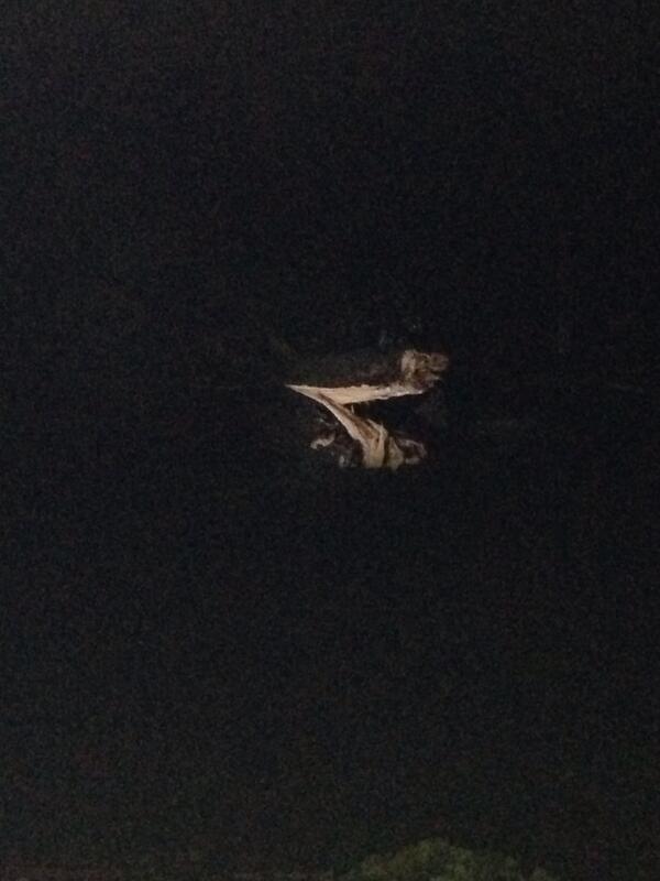 JKrull42's tweet image. #TreeGone