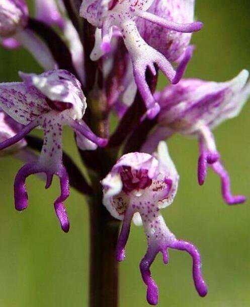 Kurioseando's tweet photo. La Orquidea Drácula crece en Perú y Ecuador a 2000 metros de altura http://t.co/Cd6FjYtEVH