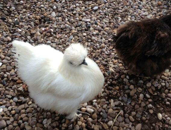 It would appear that we have finally managed to breed chickens with llamas. #genescience #leapsandbounds
