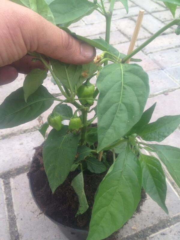 Cannot wait to try this bad boy! 7 pot Jonah.....hotter than the sun! #chilli #gardening
