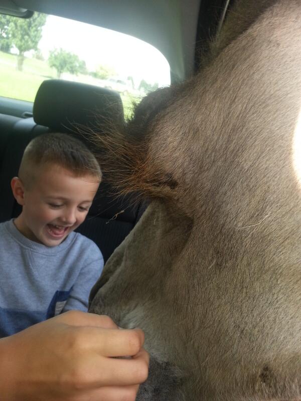 emmajack's tweet photo. Having fun in safari http://t.co/Y3QZVVqeHu