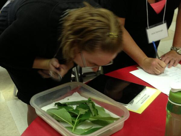 MonarchTeachers's tweet photo. Close up look at first &amp; second stage instars at the Teaching with Monarch Butterflies course at NationviewPS  #ucdsb http://t.co/JMC496hiFi