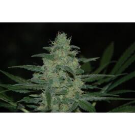 Pich_asia's tweet photo. Pure Kush 100% indica (medical) 22% THC,from seed to harvest 45-55 day's, 700 grams per plant http://t.co/dxoHTahRAa http://t.co/Gmb7BnLSXy