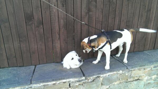 Heres a picture of me and my m8 Murphy the bodyless dog (not really he's just poking his head through a hole) :)