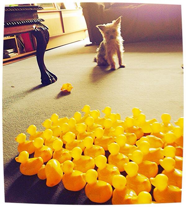 BexMcRonald's tweet photo. Ducks getting ready to attack Theo after he stole one of them! #duckarmy #faceoffear 🐶🐤 http://t.co/KHOejJEefk