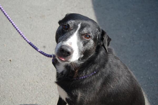 this lovely collie will be going home today he was just a lost dog. Pity the other 21 werent as lucky :(