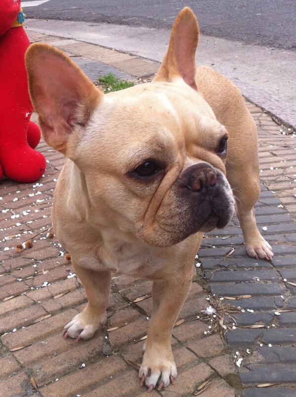 “<a href="/ponchototal/">PONCHO</a>: URGENTENOS ROBARON A BEIGE! 2 tipos en una moto.Vamos a encontrarla!!! Rt por favor ”\\ !!!!