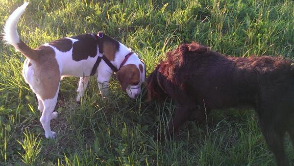 Me and Beans found an interesting leaf....life's good