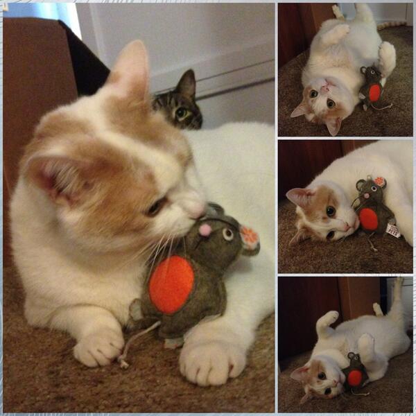 Koonzila's tweet photo. @catsofinstagram meet Cat_Tank an 8-year old rescue pet who came with a lot of attitude, humor, and love! http://t.co/QOhkJ50EkH