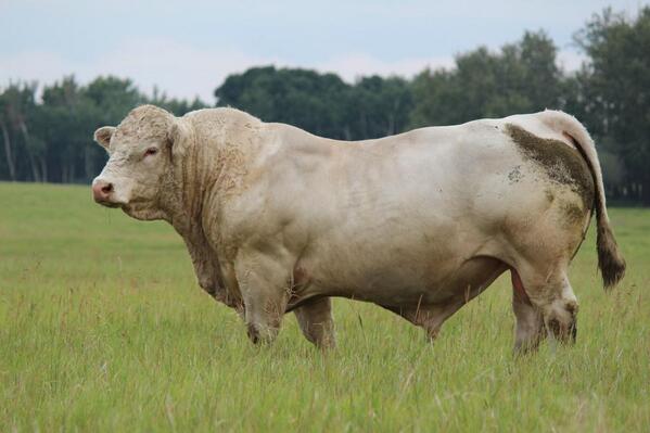 Birmingham #charolais #herdbull #breedchanger