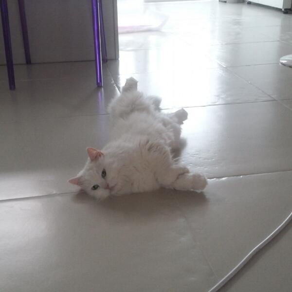 init1's tweet image. 브랜든 더워?너도 찬물 샤워해~ 에너지 절약 해야지 우리~ ㅎㅎ 에어컨 한번 틀어줘야 하나^^