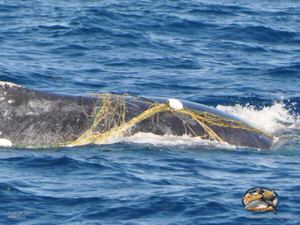 WhaleOne1's tweet photo. This morning we found a Humpback whale tangled in netting off Mooloolaba. Here's hoping he's freed soon! http://t.co/TysDsetjHS