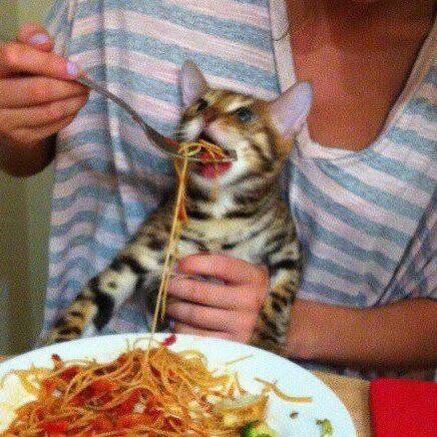 TrystanJ's tweet photo. @RegularItalian http://t.co/BmT48GEGaG