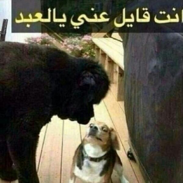 Bo_Shanab_'s tweet photo. اشهد انه جاااب العييييييد 😂😂😂😂
اي انت عبد ههههههههه http://t.co/RpsGdNtRyC