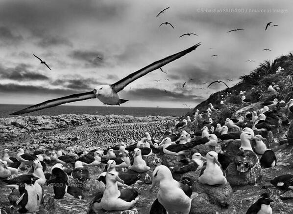 museiincomune's tweet photo. Anche ad agosto #GenesiSalgado: GENESI. Fotografie di Sebastião Salgado, Museo dell'Ara Pacis: http://t.co/8rrmgxNA5o http://t.co/rru673SG2Q