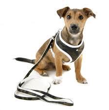 furenamala's tweet photo. cheap cost dog harnesses..... http://t.co/ZHRWkkwTXQ