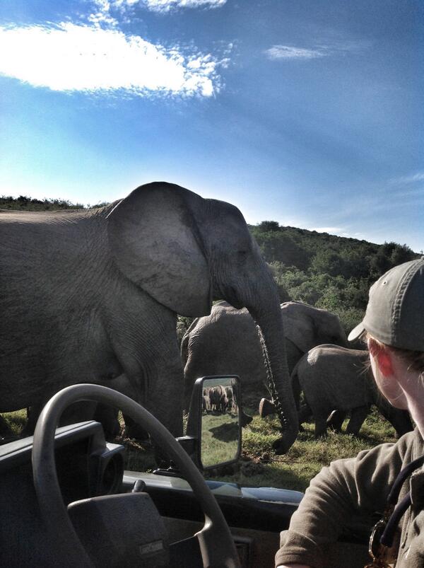 Our amazing elephant encounters #RiverBendLodge #ElephantEncounters #Addo