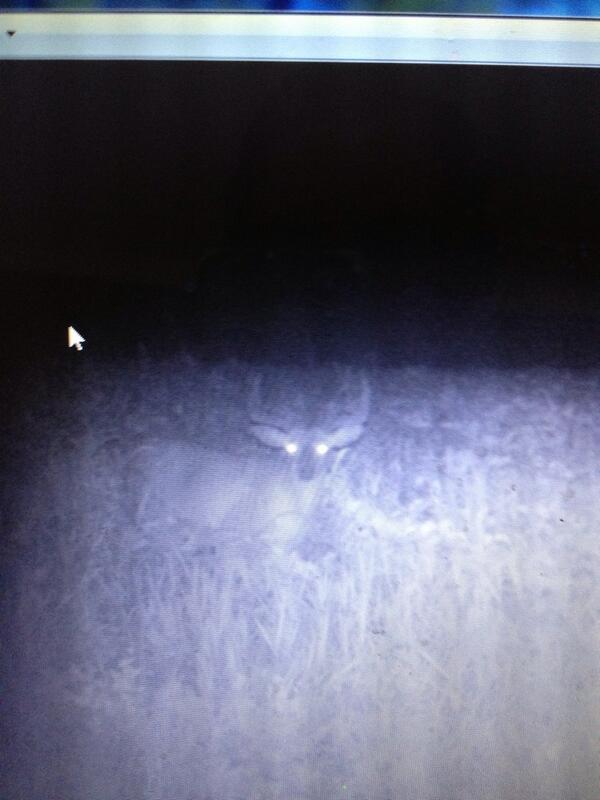 middle67's tweet image. The big buck still lives!!