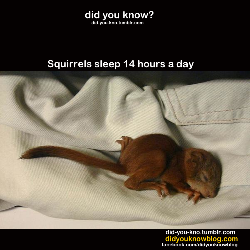 i have a new reason to like squirrels #iamasquirrel